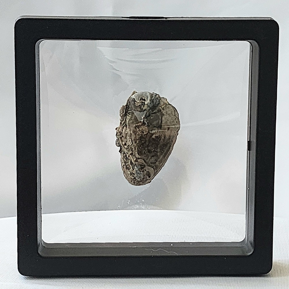 Unidentified Late Cretaceous Period Fossil Display‎ North Mississippi Clak Rare